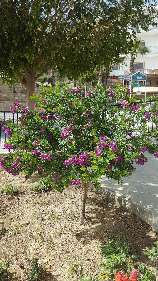 Lazaros Pissouri Apartments エクステリア 写真